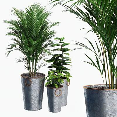 植物盆栽-36
